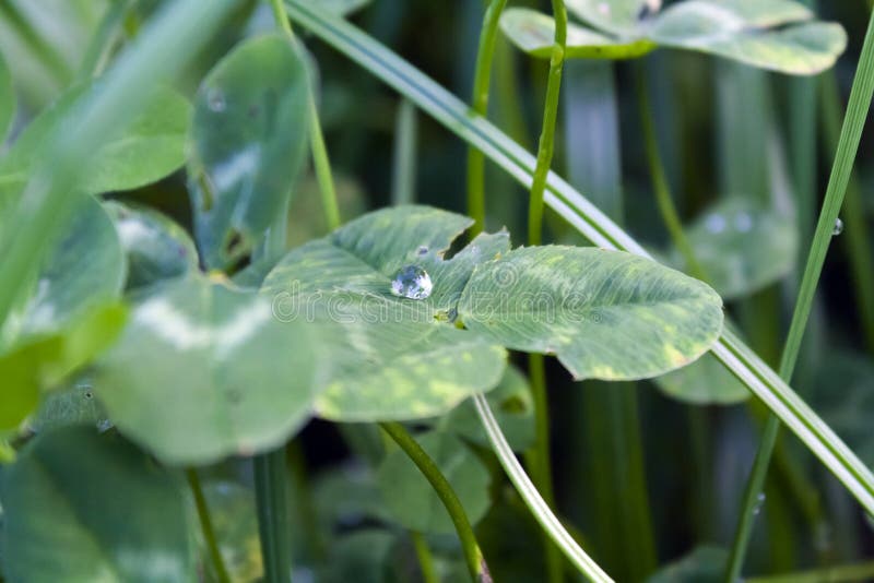 Transparent drop of water glistens from the sun. On a green leaf of clover royalty free stock photography