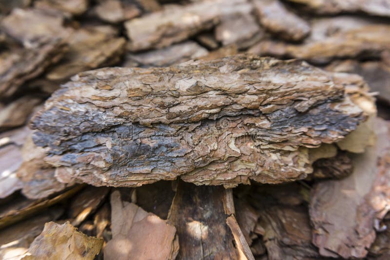 Tree bark for decoration and mulching in landscape design. Tree bark texture macro background close-up. Tree bark for decoration and mulching in landscape royalty free stock photography