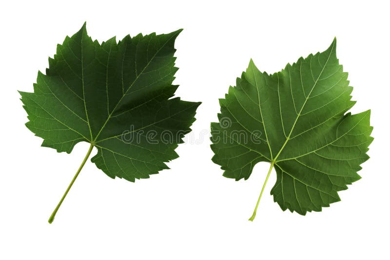Two grape leaves isolated on white background, top and bottom side of leaf. Two grape leaves isolated on the white background, top and bottom side of leaf stock photos