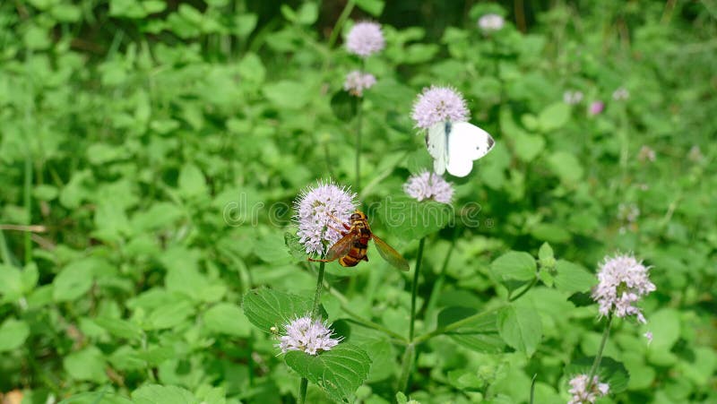 Wasp picking up nectar from a white plant next to a butterfly at the bottom. Basque Country, Spain royalty free stock photos