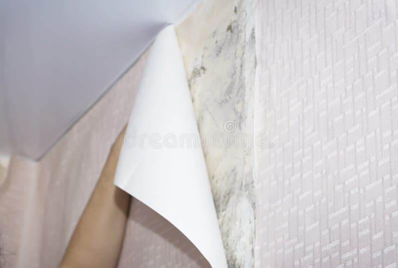 Woman glues Wallpaper on the wall stock photography