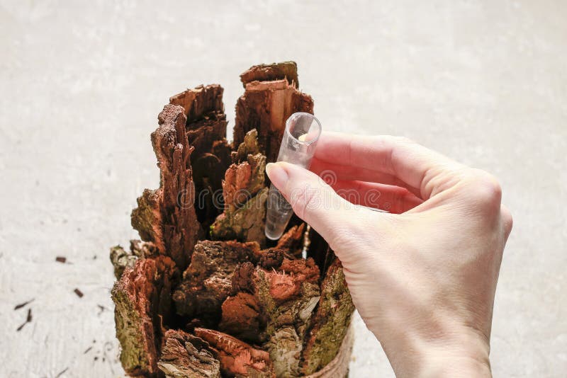 Woman making spring table decoration with bark and anemone flowers. Florist at work: woman making spring table decoration with bark and anemone flowers royalty free stock photos