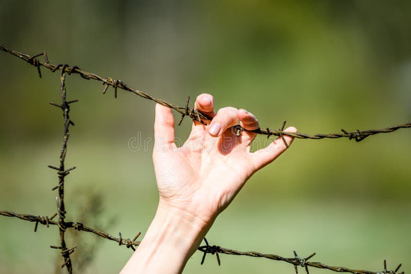 Hand clutch at barbed wire fence on green background. Womans Hand clutch at barbed wire fence on green background stock images