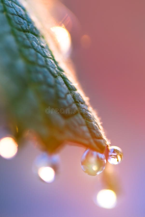 Young leaves of grapes with drops of dew. Sunrise. Blurring stock photo