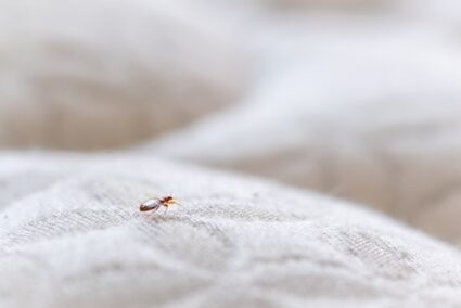 killing bed bugs in a blanket